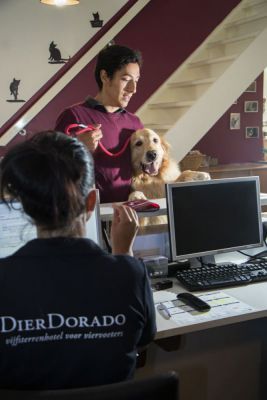 DierDorado29