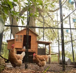 kippenhok Menukaart honden  - Dierdorado